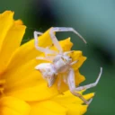 Spider blending to mimic flower