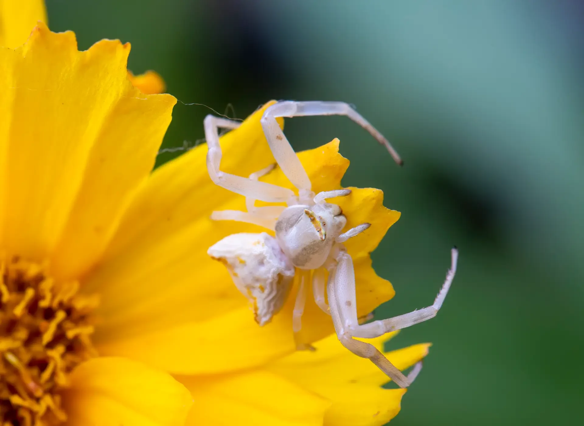 Male and female spiders collaborate to mimic the appearance of a flower.