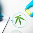 cannabis, Ozempic** or Wegovy**